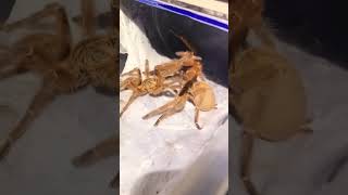 Insects animals species.#veganfortheanimals #animalsvideos #animalsaddict #babyanimals #iloveanimals