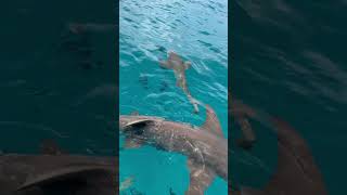 A day with sharks #indiantravelers #apdhillon #sharkswim #solotravel