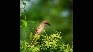 Ila nenje vaa #ilayarajasong 🍂🌱🌿 nature love video