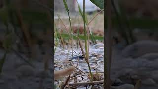 water relaxation sounds best HD video #relaxing #meditationmusic #music #relaxingmusic # #photogr
