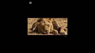 Lion’s Sad Story #ufc #mma #lion #animalstory #animalrescue #cinematicstory #experiment