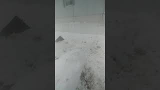 Snow wall to keep the dogs in!!!
