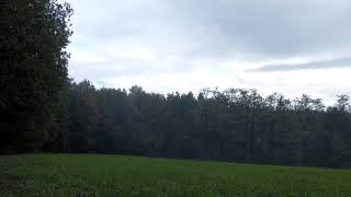 Foggy Outskirts of the Forest [1080p]