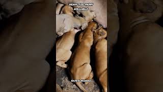 #kannipuppies #chippiparaipuppy #nativedogs#pappy# nativepappy