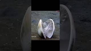 ビックリ　ドッキリ　仰天　動画012