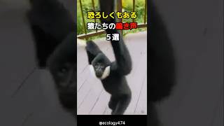 恐ろしくもある猿たちの鳴き声5選#動物 #animals #雑学 #shorts