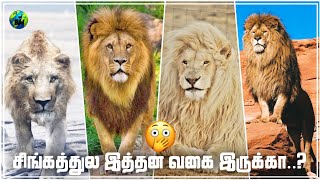 சிங்கத்துல இத்தன வகை இருக்கா..? | 9 Types of lions | Tamil | Lions sub species | BioWorld | BW
