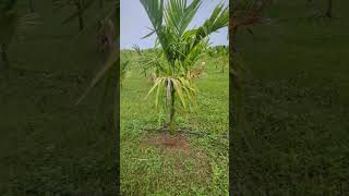 #arecanutfarm #farming #YouTube, #Vlog,#Music, #Funny, #DIY, #Travel, #Fitness, #Gaming, and #Food