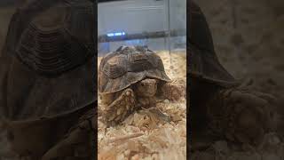 #동물키우기 #동물 #동물드라마 #병맛 #병맛더빙 #animals #birds 후훗