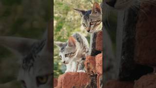 Watch these tiny paws steal hearts #Kittens #CutePets #SlowMoMagic #KittensOfYouTube #MeowMoments