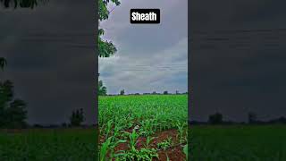 #music #trending #love #song #gaon #song #its_vaishu_133#wakawaka