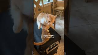 Woman's Cat Brings In An Injured Kitten | The Dodo
