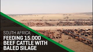 Insight in a South African feedlot | Increasing live weight gain with Orkel bales