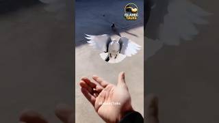 SubhanAllah 🕊️ #islamictalks #motivation #shortvideos #hadees #quran #viralvideos #viral #muslim