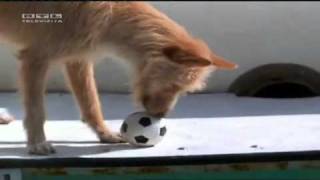 DOGGIE & DOLPHIN with LOVE ( feeling movie ).mp4
