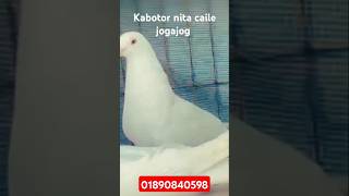 #foryou#shorts#viral#ytshorts2025#pets