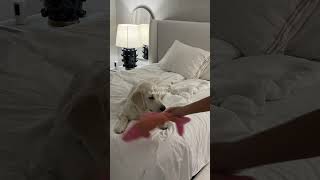 Sunday night reset routine 💗 #cleaningup #sundayreset #cleanwithme #apartmentdecor #apartment