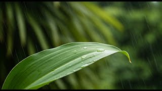 Música Relajante Antiestres y Ansiedad • Musica de Relajacion para Dejar la Mente en Blanco