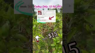 Amazing Beauty Deals: Eyelashes and Curler for Just $15!#beautydeals #eyelashextensions