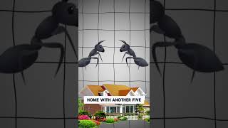 Landlord Joke: When 5 Ants Move In With 5 Ants... #realestate #firsttimelandlord