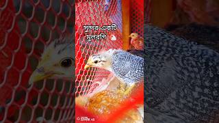 #সবচেয়ে সুন্দর মুরগির ফার্ম ! হলো ফাউমি মুরগির ফার্ম আজ আমি আপনাদের দেখাবো 🐔🐓🫰📈💵