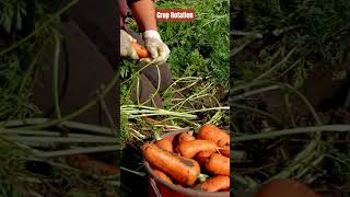 🌾 Crop Rotation: A Time-Tested Farming Practice for Soil Health 🌱 #climatechange