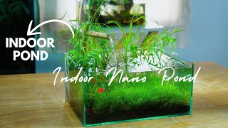 i Made a Mini Indoor Pond for Tiny fish, here's how!