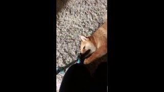 Shiba inu puppy Kuma refuses to properly play tug-o-war