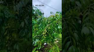 বান্দা তুমি ঘুমাবা দেখে 😌🥀  #প্রকৃতির_অপূর্ব_সৌন্দর্য #মিজানুর_রহমান_আজহারী #foruyo #viralvideo