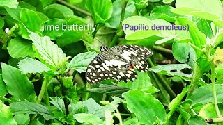 #butterfliesofindia #Limebutterfly #beutyofnature #ecoawareness #shorts #wingedhorizon