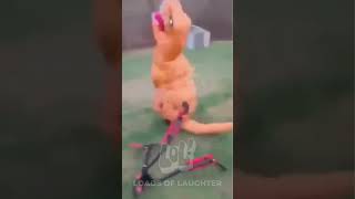 Ultimate Epic Meme Compilation #memes #memecompilation #funnymemes #memesdaily #instamemes #humor