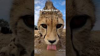 Cheetah Core #animalshorts #animals #cute #cheetah