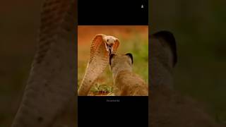 snake vs nebla fight #Thesurvivalfact