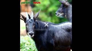 রহস্যে ভরা বনছাগলের জীবনপ্রকৃতি Part 1