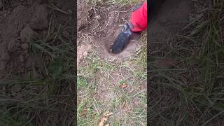 Excavation of “ancient” pull tabs. #metaldetecting #metaldetector ￼