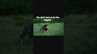 Move like a lion #lionmotivation #lionmindset #dailymotivation #movelikealion #youaretheking#shorts