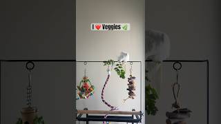 This Cockatiel’s Hilarious Vegetable Feast Will Make Your Day! 🥦🐦  #cockatiel #veggies #birdlover