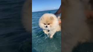 Fluffy Tails #Pomeranian #CuteDog #FluffyPuppy #DogShorts #LovelyVibes