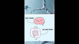 The second brain in human body😱.#humanfacts#amazingfacts