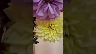 Flor Dalia es bellísima #flores #flora #dalia #daliaflor #floresdemexico #shorts #flowers