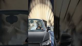 Dexter thanedar -GYPSY #shorts #funvideo #funnydog #dexterthebully #gypsy #thanedar