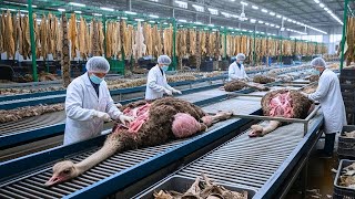 Inside the Ostrich-Leather Factory: From Farm to Luxury Jacket (Full Process)