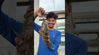 Fish catching and sale | grouper fish | red snapper fish | river fishing. #fishing #blogger ￼￼