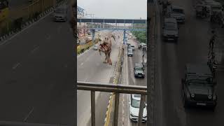T-Rex Dinosaur on Highway Road 🦖🔥 #trex #shorts