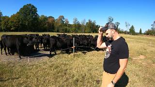 農場大混乱！捕食動物が襲来！狂牛病にかかり、またトラクターを壊しちゃった！
