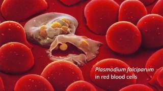 Scaling up Data Intensive Bioinformatics to Attack Malaria Parasites