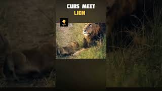Cubs Introduced to Lion  | Wildlife #animalcuteness
