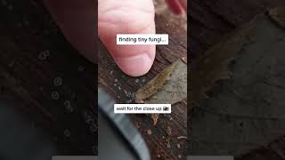 Tiny Mushroom Photos!