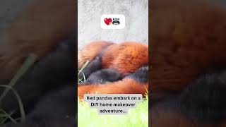Red Pandas' DIY Home Makeover! 🏡🦝