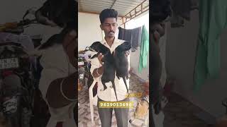 Kanni high quality female puppy for sale contact 📱 9629013696 #kannipuppies #chippiparaipuppy #kanni